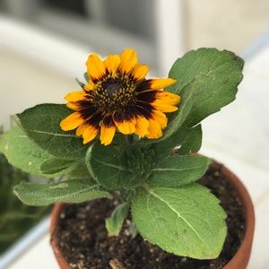 Meet your Posher, Nanatalie